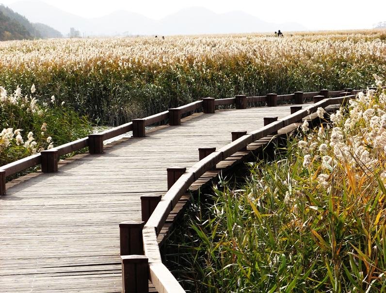 Suncheon Bay reed fields and boardwalk featured in the EXO KAI and SEHUN travel guide